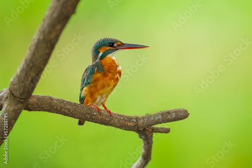 Male Common Kingfisher catch on the branch in nature © kajornyot