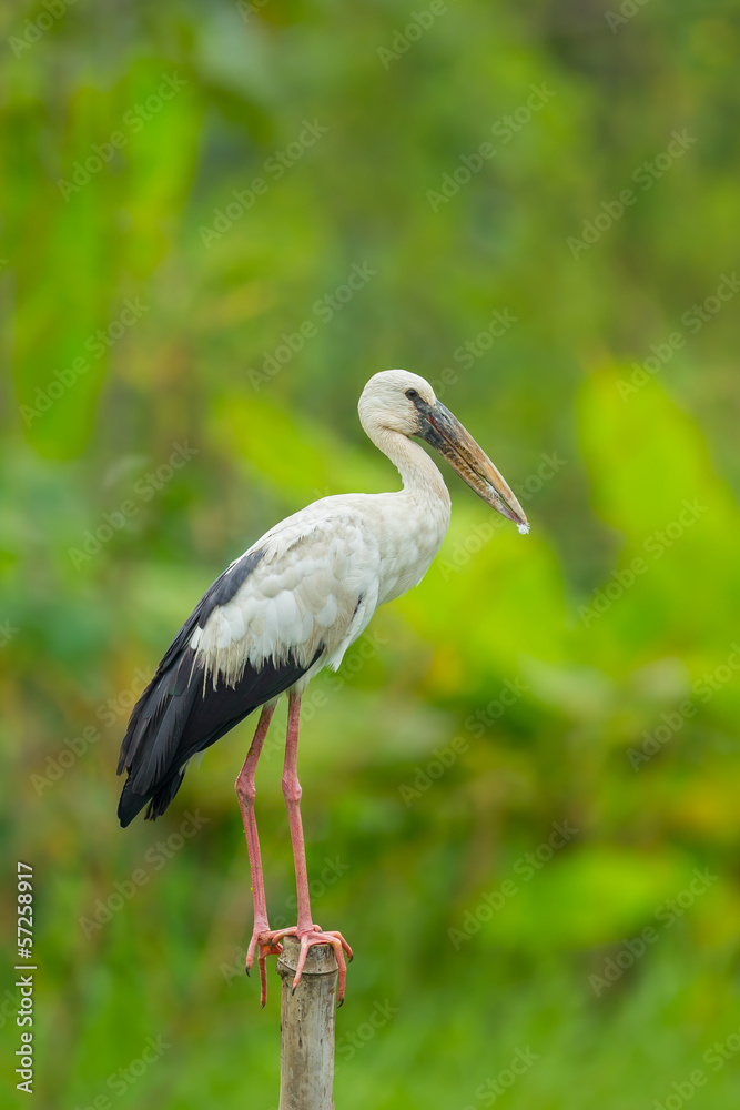 The close up of Open-billed stork or Asian openbill The close up of Open-billed stork or Asian openbill