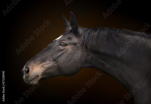 Portrait eines Pferdes. Warmblut.