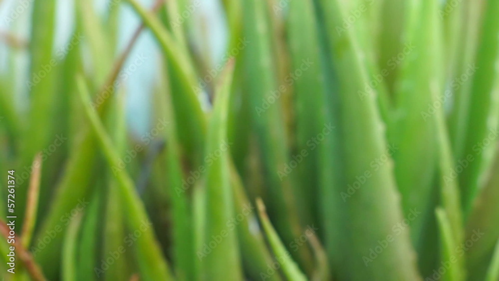 Aloe vera dolly shot focusing Aloe vera dolly shot focusing