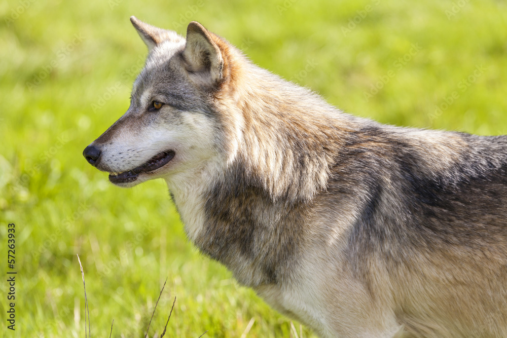 North American Gray Wolf, Canis Lupus North American Gray Wolf, Canis Lupus
