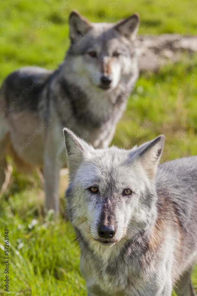 Pair of Two North American Gray Wolves, Canis Lupus