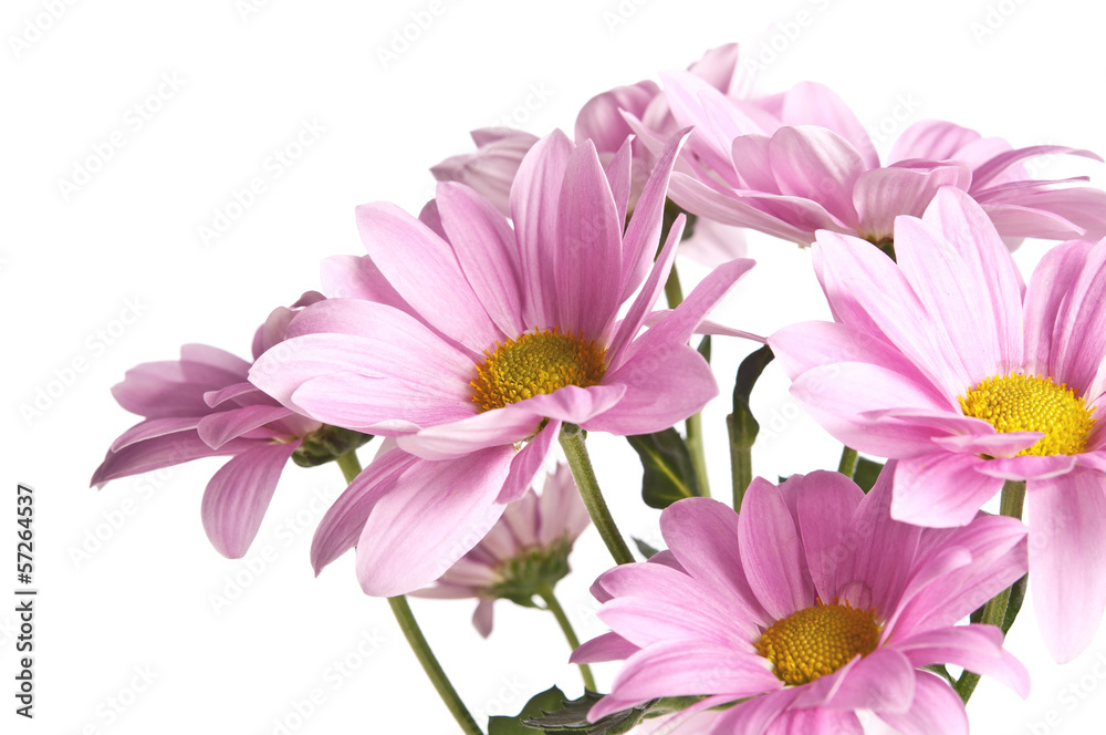 bunch of pink daisy flowers on white background
