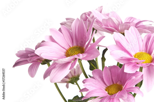 bunch of pink daisy flowers on white background
