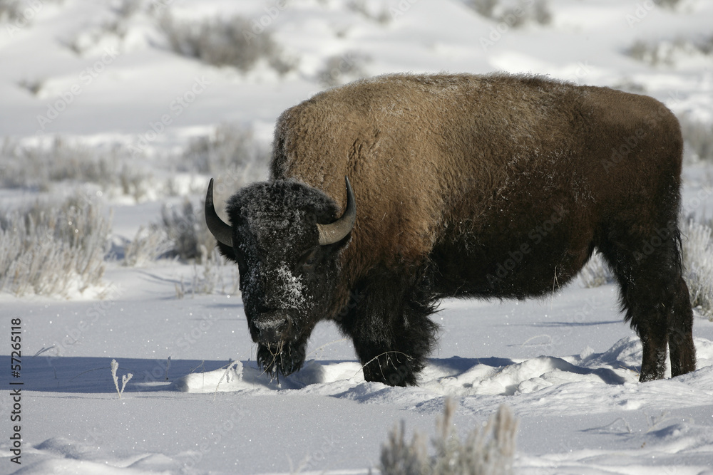 Bison, Bison bison, Bison, Bison bison,