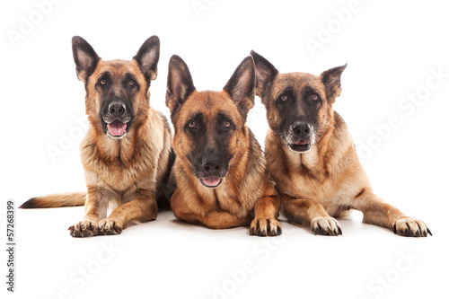 Portray of three german shepherds over white isolated background