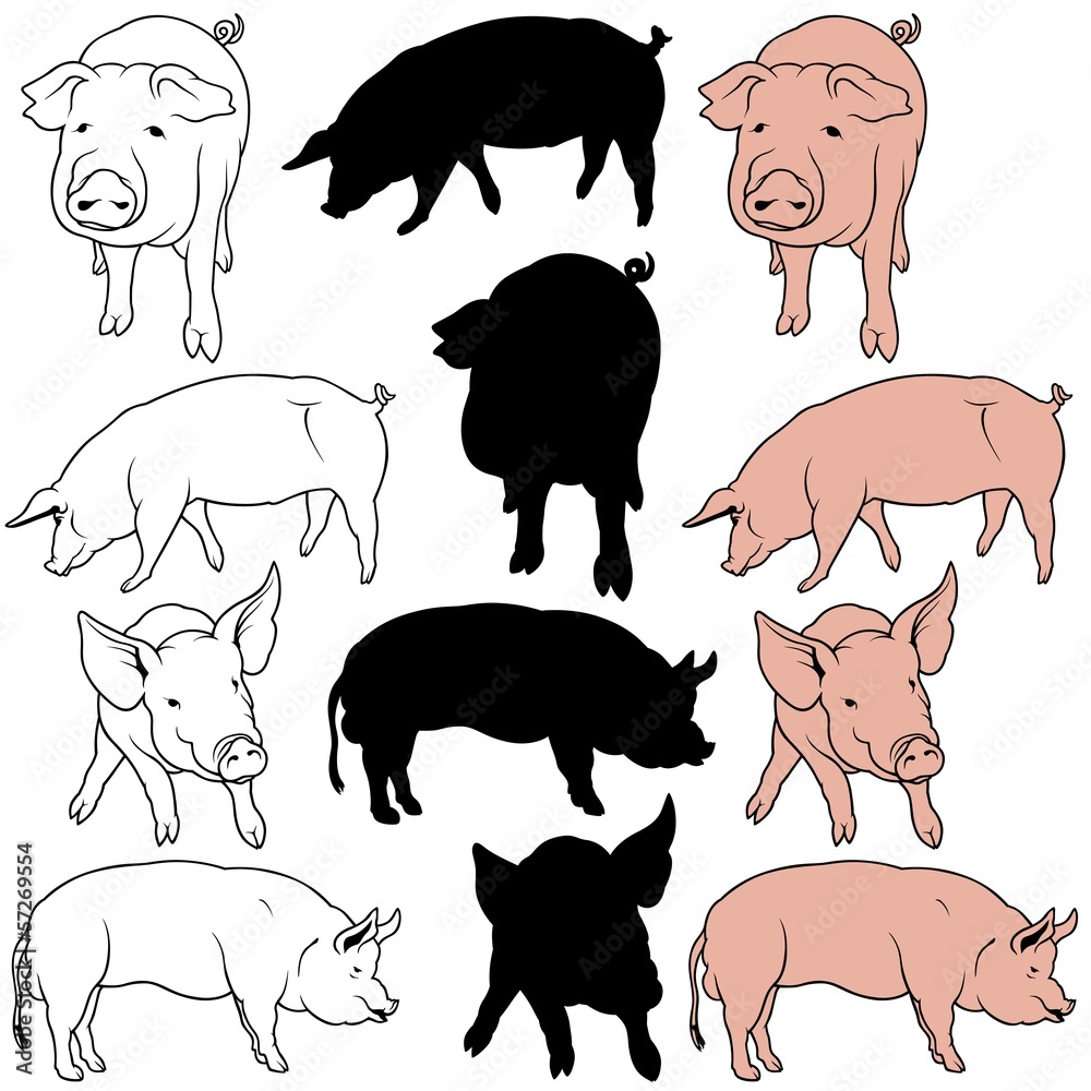 Fototapeta premium Pig Collection