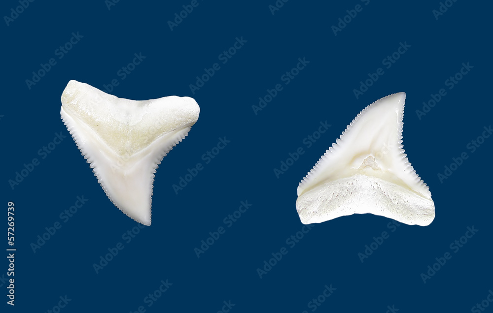 Fototapeta premium Denti di squalo