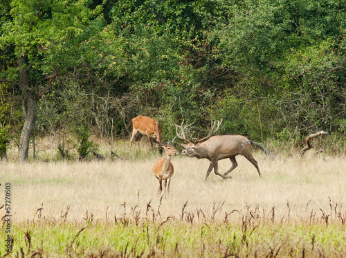 Roaring deer and hind beside forest