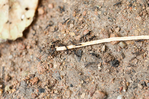 A group of working ant with their food