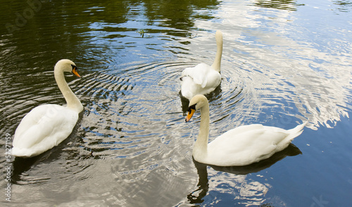 Foto Three white swans