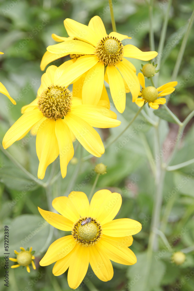 Fototapeta premium mexican sunflower weed in the Backyard.