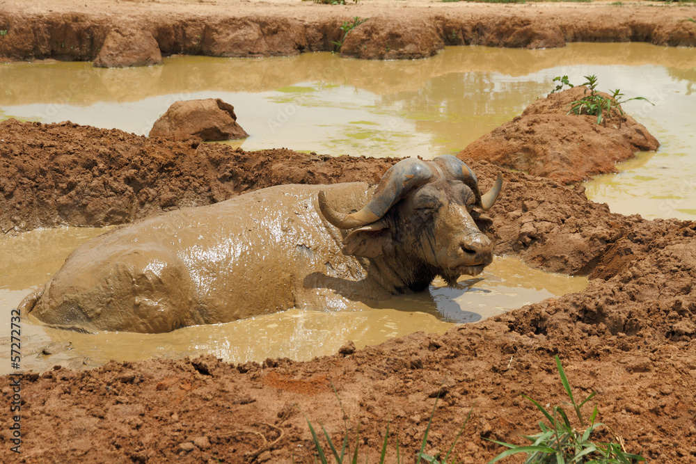 Fotografia Wallowing Cape Buffalo