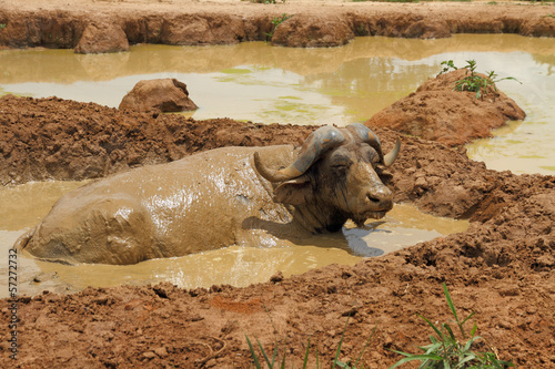 Billede på lærred Wallowing Cape Buffalo