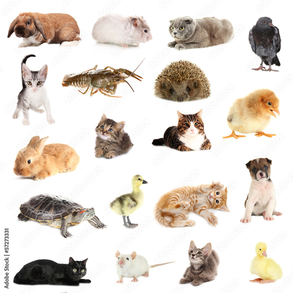 Collage of different cute animals Stock Photo | Adobe Stock