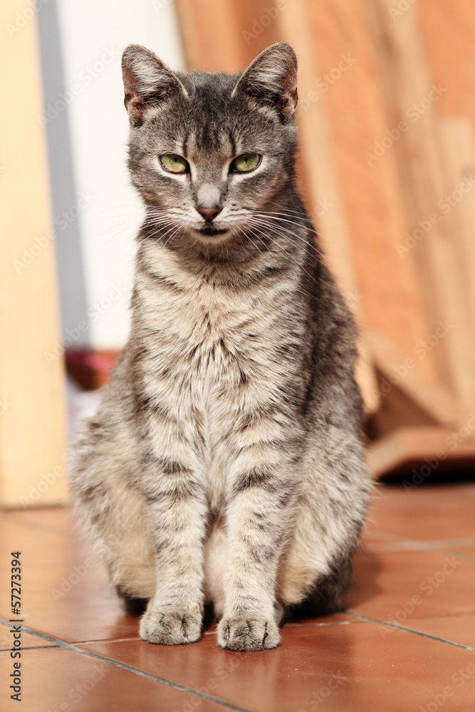 Gray Cat Gray Cat