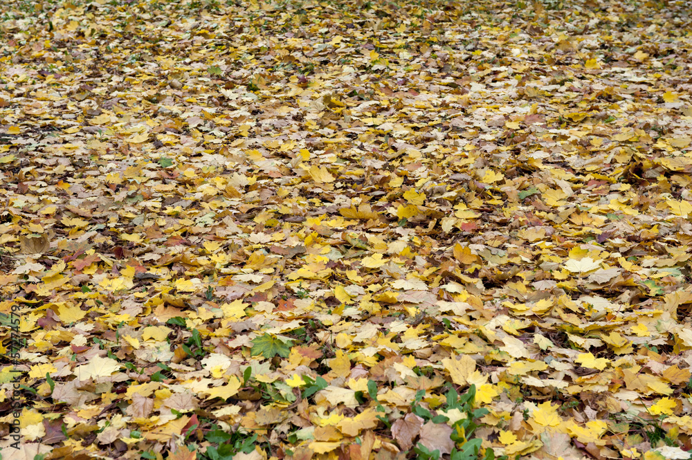 Yellow autumn maple leaves Yellow autumn maple leaves