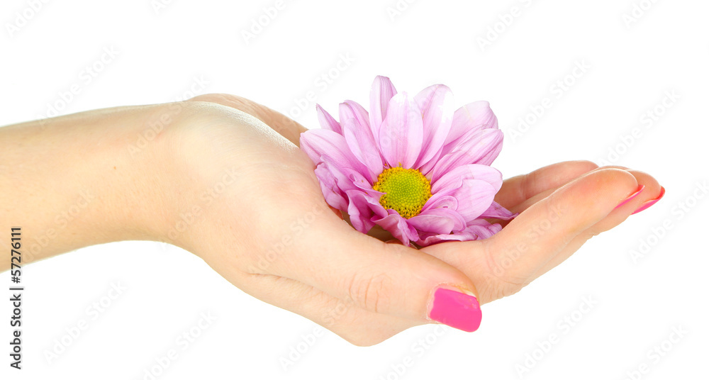 Beautiful purple flower in women hand isolated on white