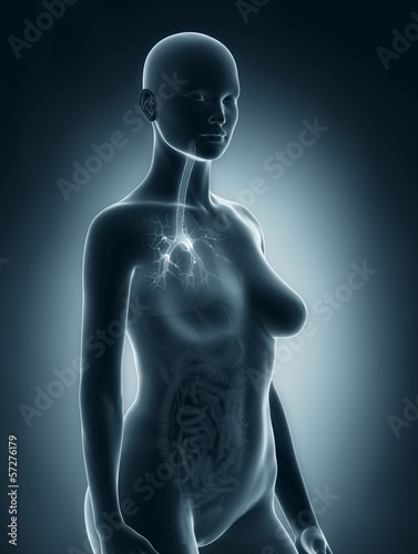 Woman bronchial tree anatomy