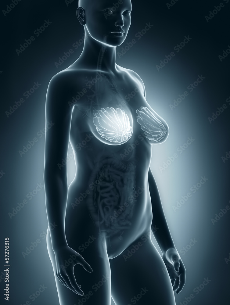Woman breast anatomy