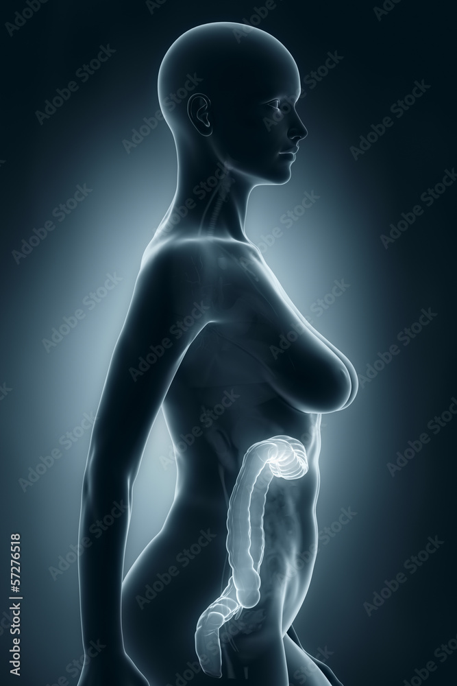 Woman colon anatomy x-ray lateral view