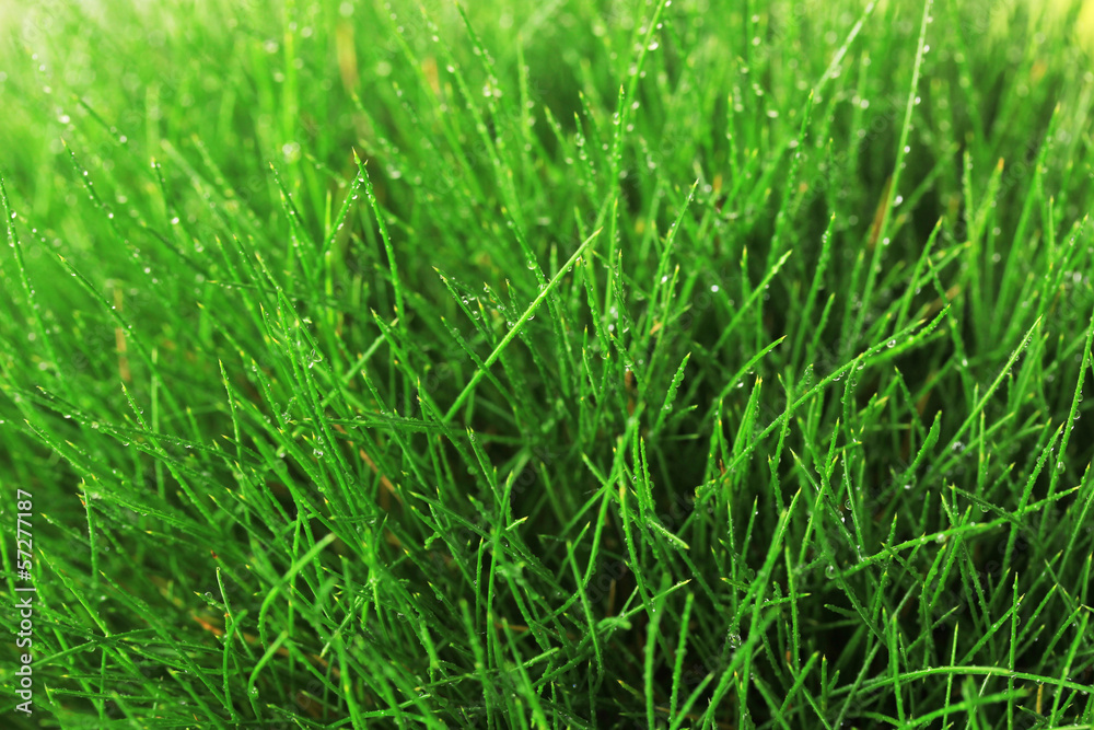 Beautiful green grass, close up Beautiful green grass, close up