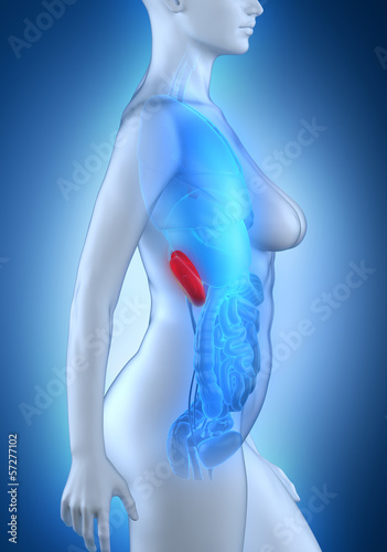 Woman kidney anatomy white lateral view