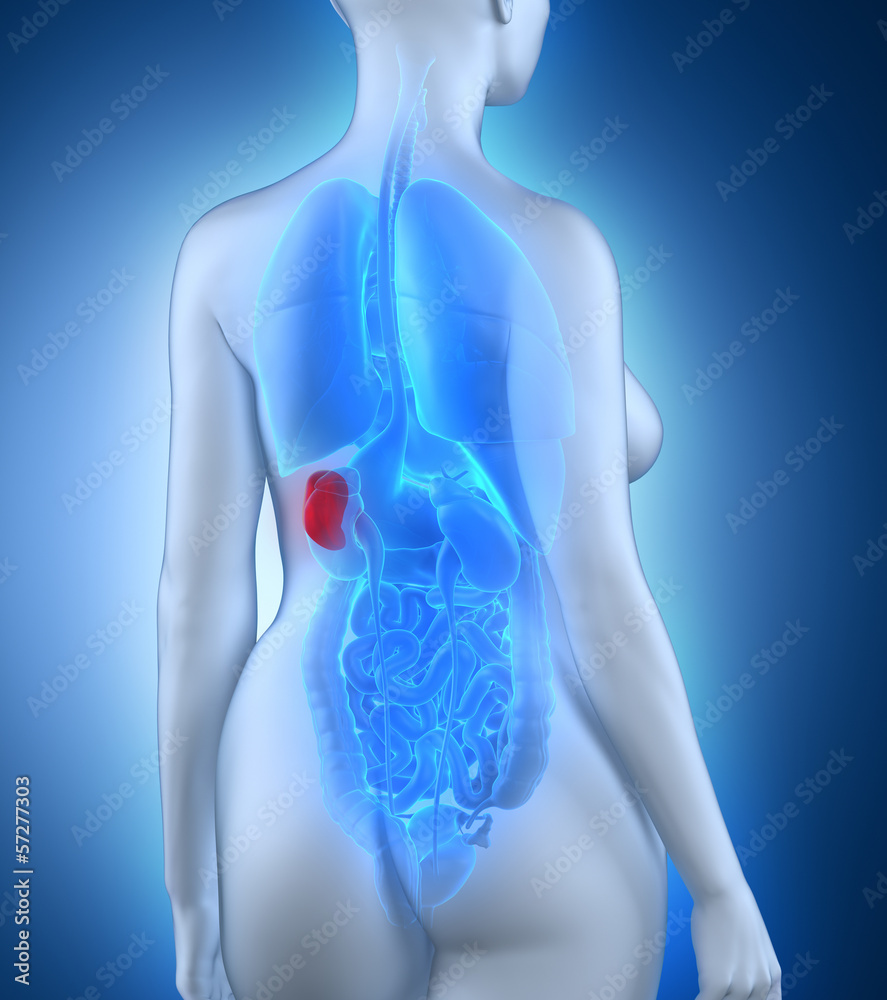 Woman spleen anatomy white posterior view Woman spleen anatomy white posterior view