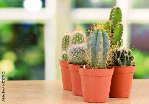 Collection of cactuses  on windowsill