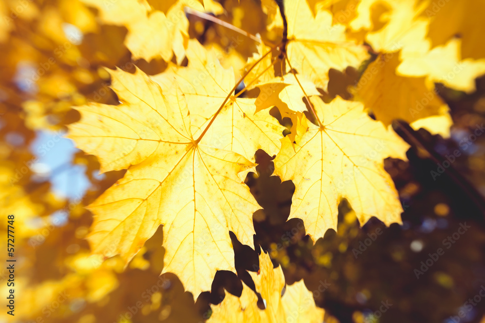 autumn maple leaves