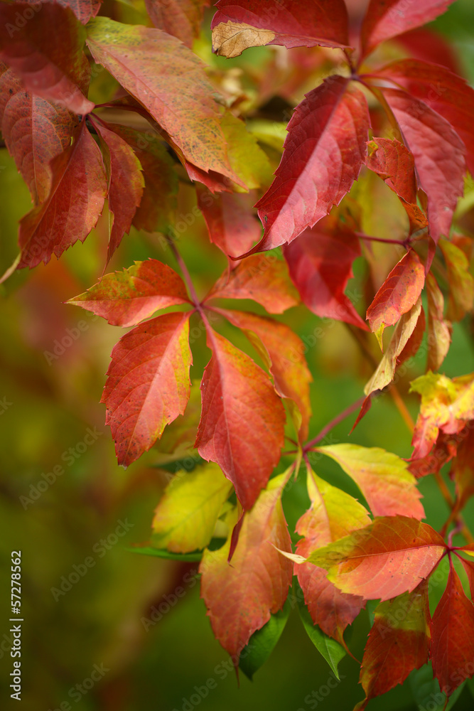 Red leaves on bright background Red leaves on bright background