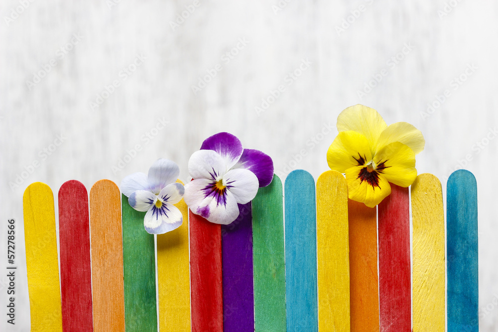 The pansy flowers on colorful wooden fence. Copy space. The pansy flowers on colorful wooden fence. Copy space.