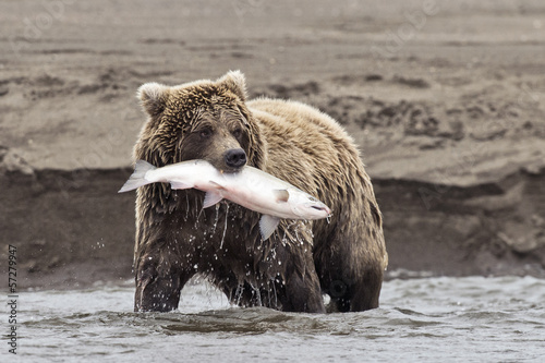 Coastal Brown Bear With Catch