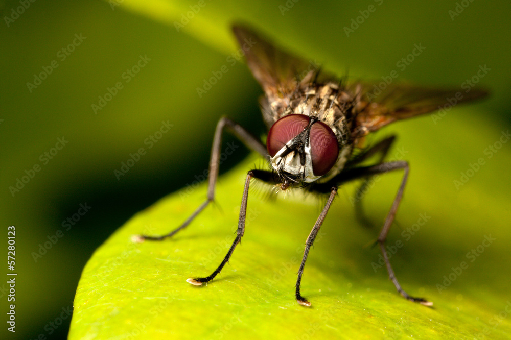 Fototapeta premium fly