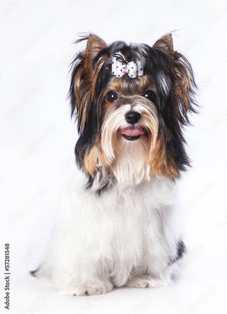 audition Kammerat Rubin Beaver Yorkshire Terrier Stock-foto | Adobe Stock