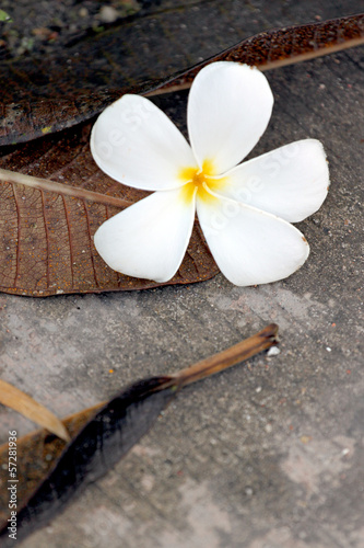 Frangipani flowers are yellowish white.