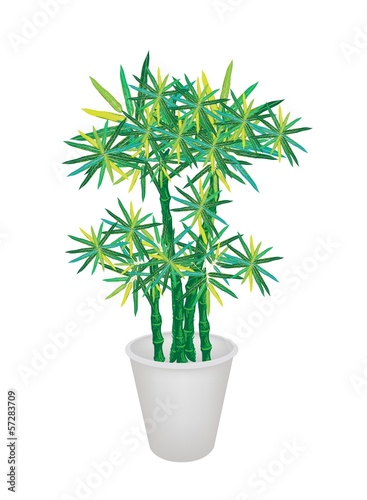 Green Bammboo Tree in A Flower Pot