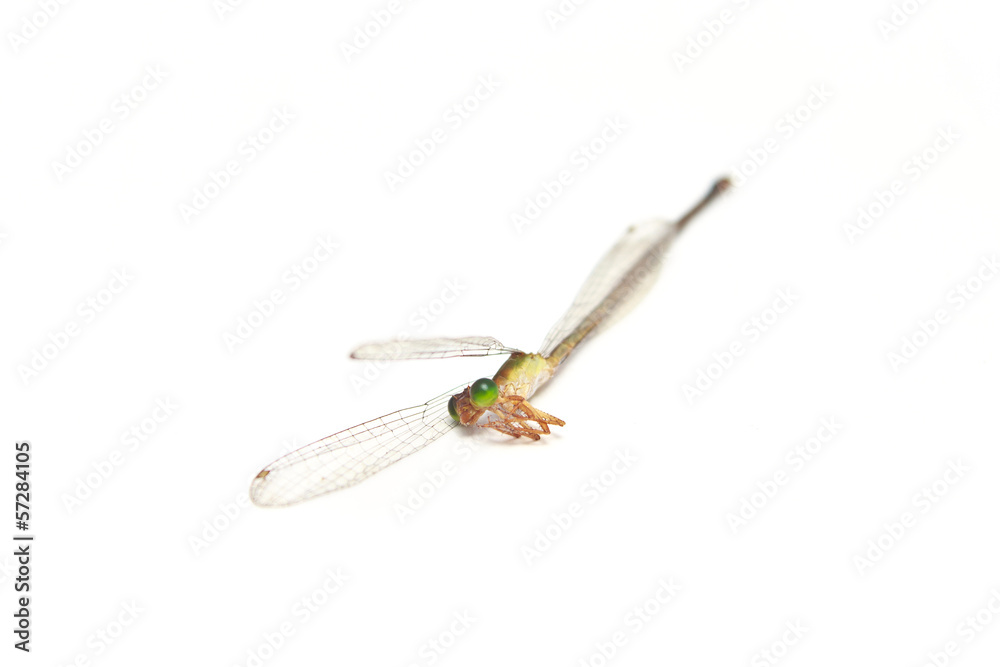 dead dragonfly on white background dead dragonfly on white background