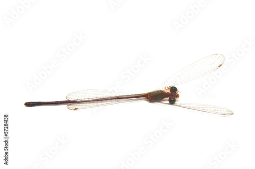 dead dragonfly on white background © bannerwega