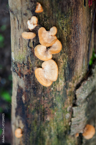 Mushroom growing on tree