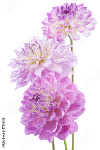 Fototapeta Naklejka Na Ścianę i Meble -  dahlia