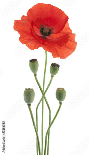 Fototapeta Naklejka Na Ścianę i Meble -  poppy