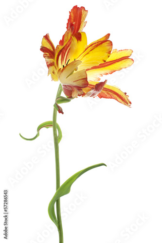 Fototapeta Naklejka Na Ścianę i Meble -  tulip