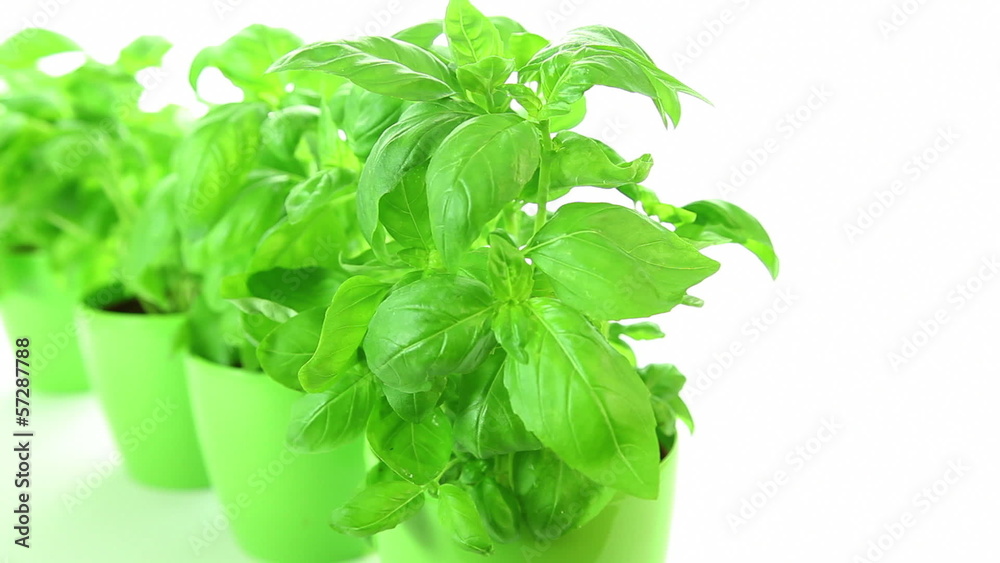 Basil plant on white background, dolly-shot Basil plant on white background, dolly-shot