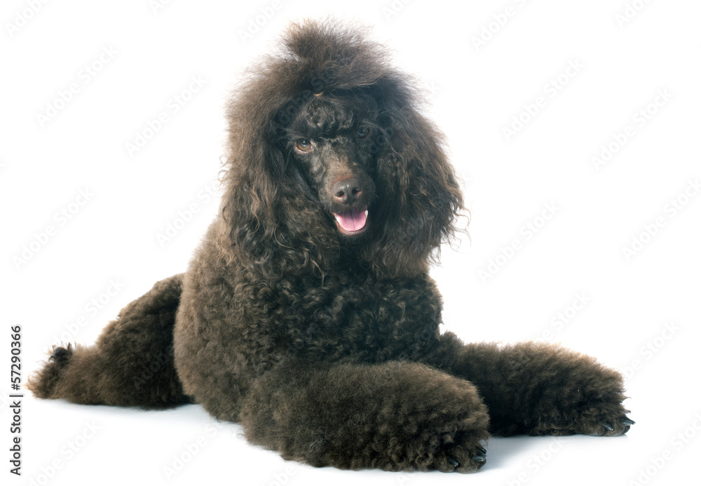 brown poodle brown poodle