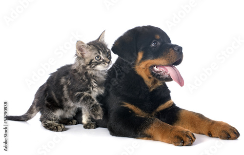 Fototapeta Naklejka Na Ścianę i Meble -  puppy rottweiler and kitten