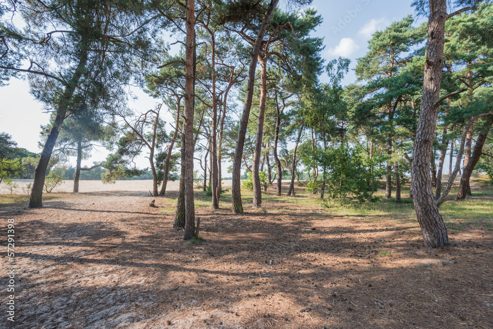 Forest of Scots Pine trees in summertime