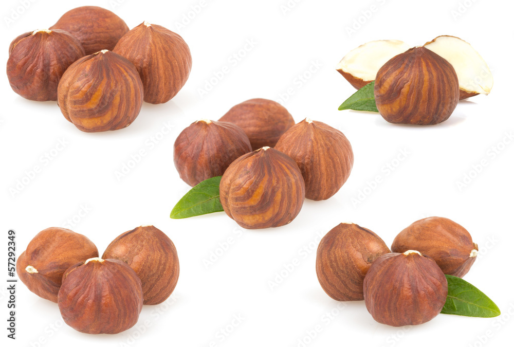 hazelnut nut on white hazelnut nut on white