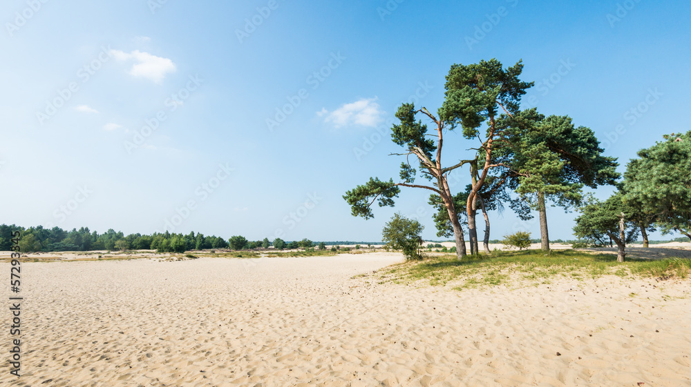 Old Scots Pine trees growing on a sandy dune