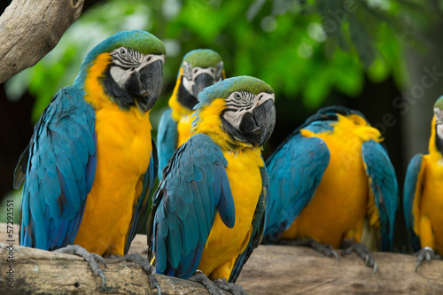 macaw bird © Pakhnyushchyy